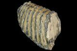 Partial Southern Mammoth Molar - Hungary #149858-3